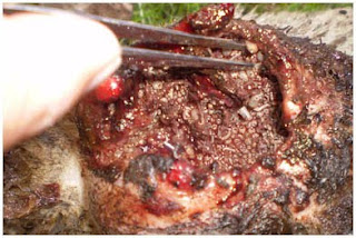 enfermedades bacterianas: GANGRENA