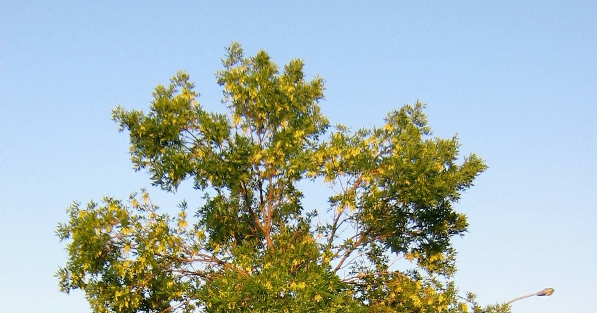 Tree Care Canada Green Ash