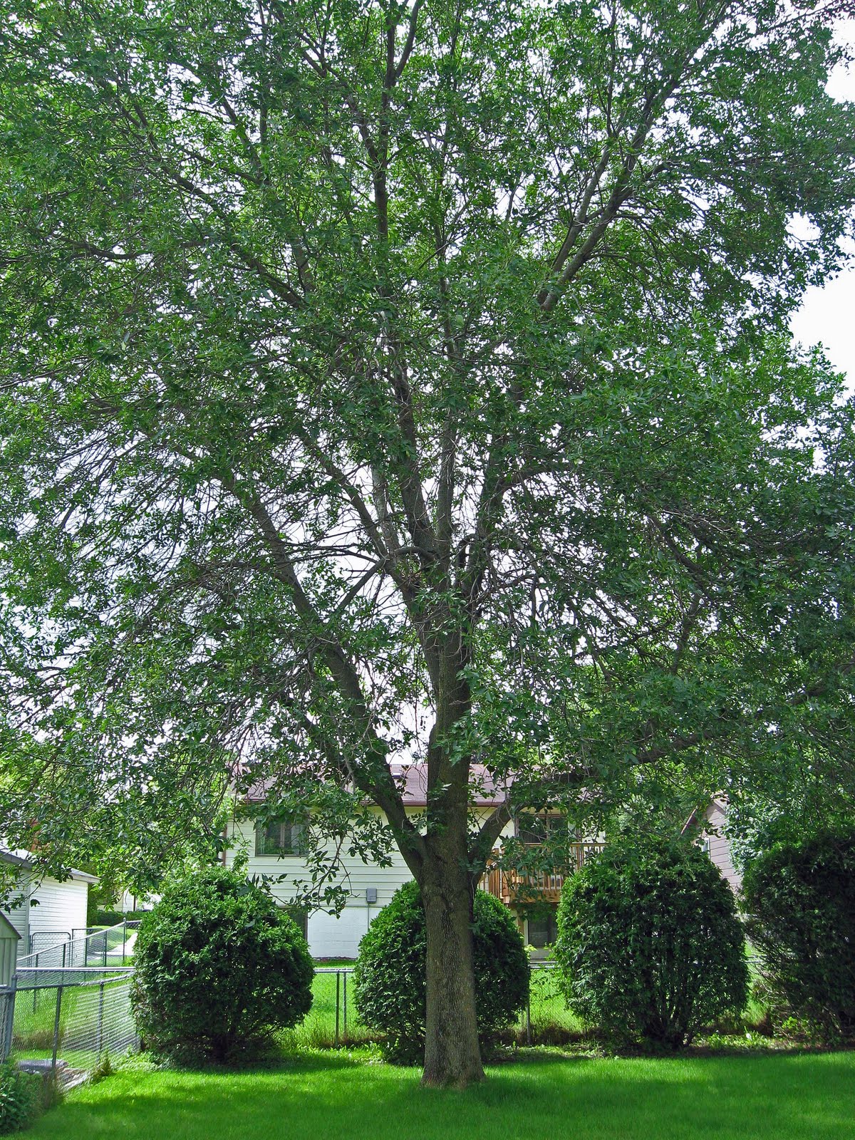 Tree Care Canada Any Ash is Good Ash?