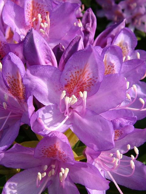 [Rhododendron+ponticum-fl-17-05-05.jpg]