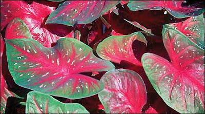 Red Flash Caladium