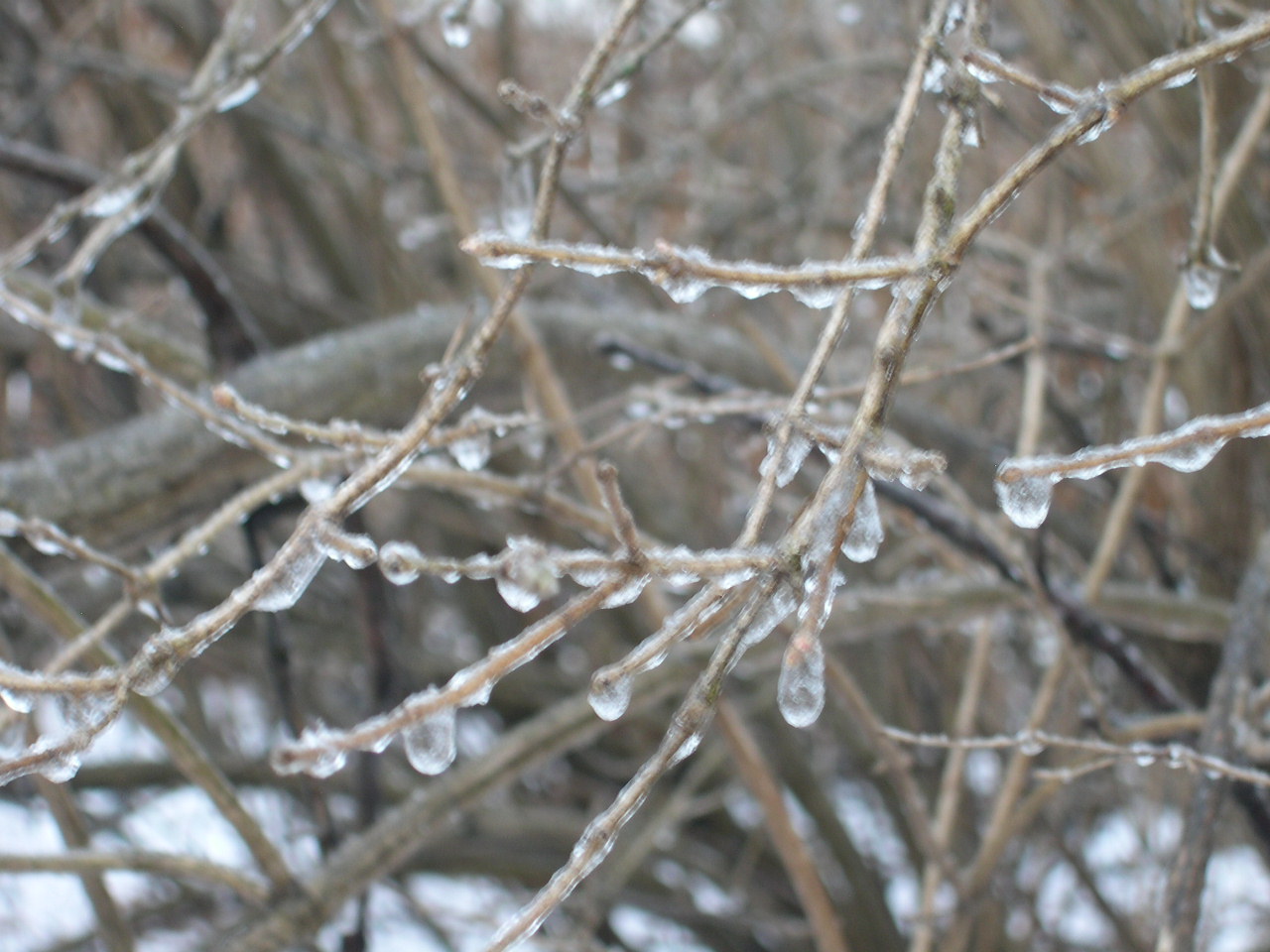 [ICE+DROPS.JPG]