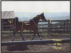 "Zones" of the Horse
