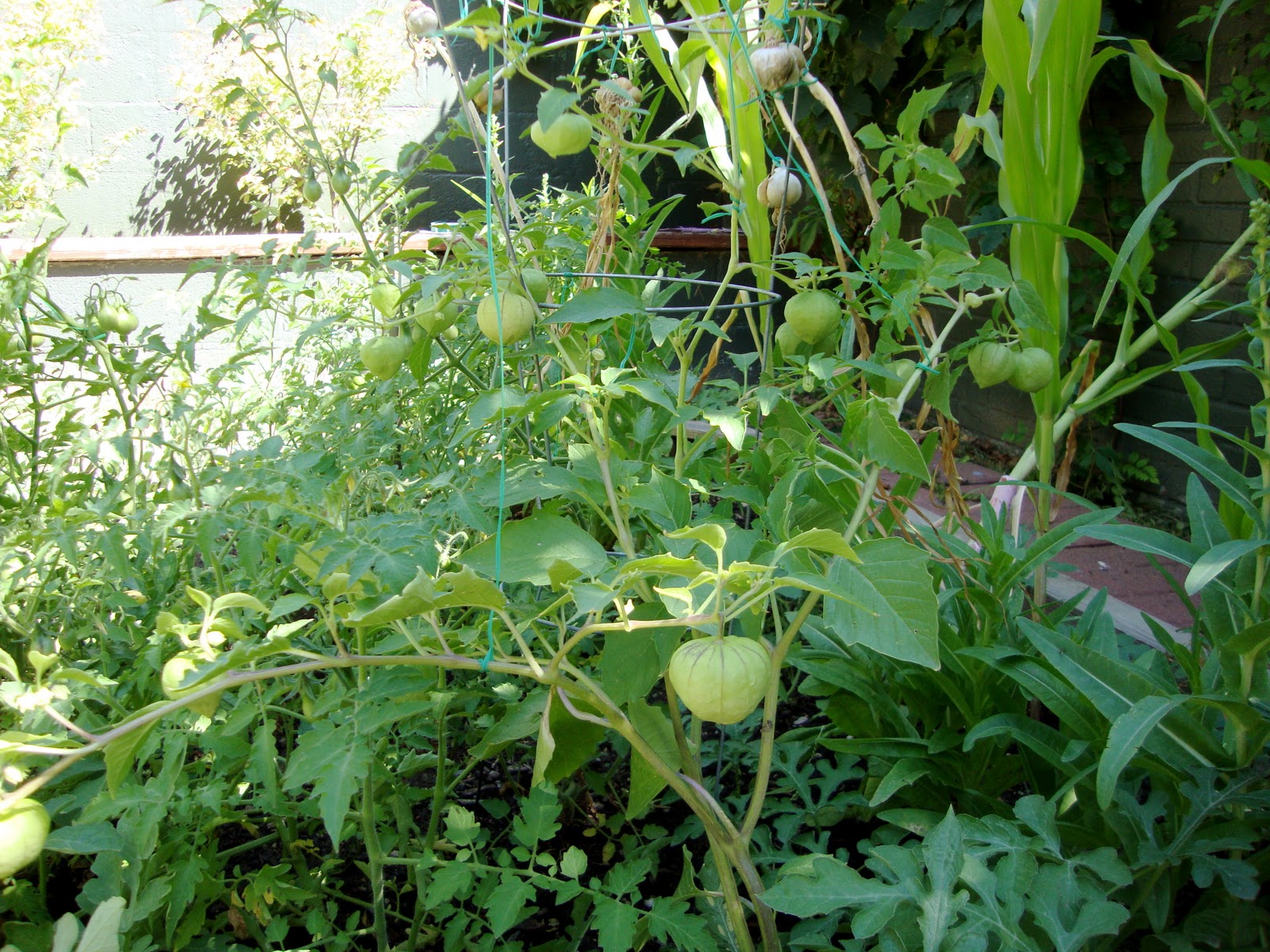 SLCvegans Tomatoes in the Garden and Spicy Tomatillo