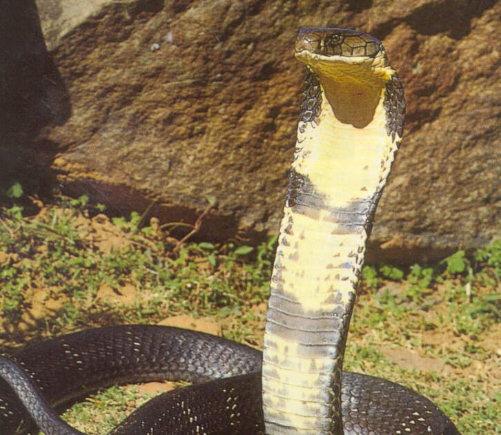 Poisonous Snakes: King Cobra a vicious snake