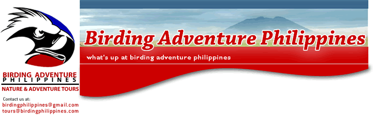 www.birdingphilippines.com