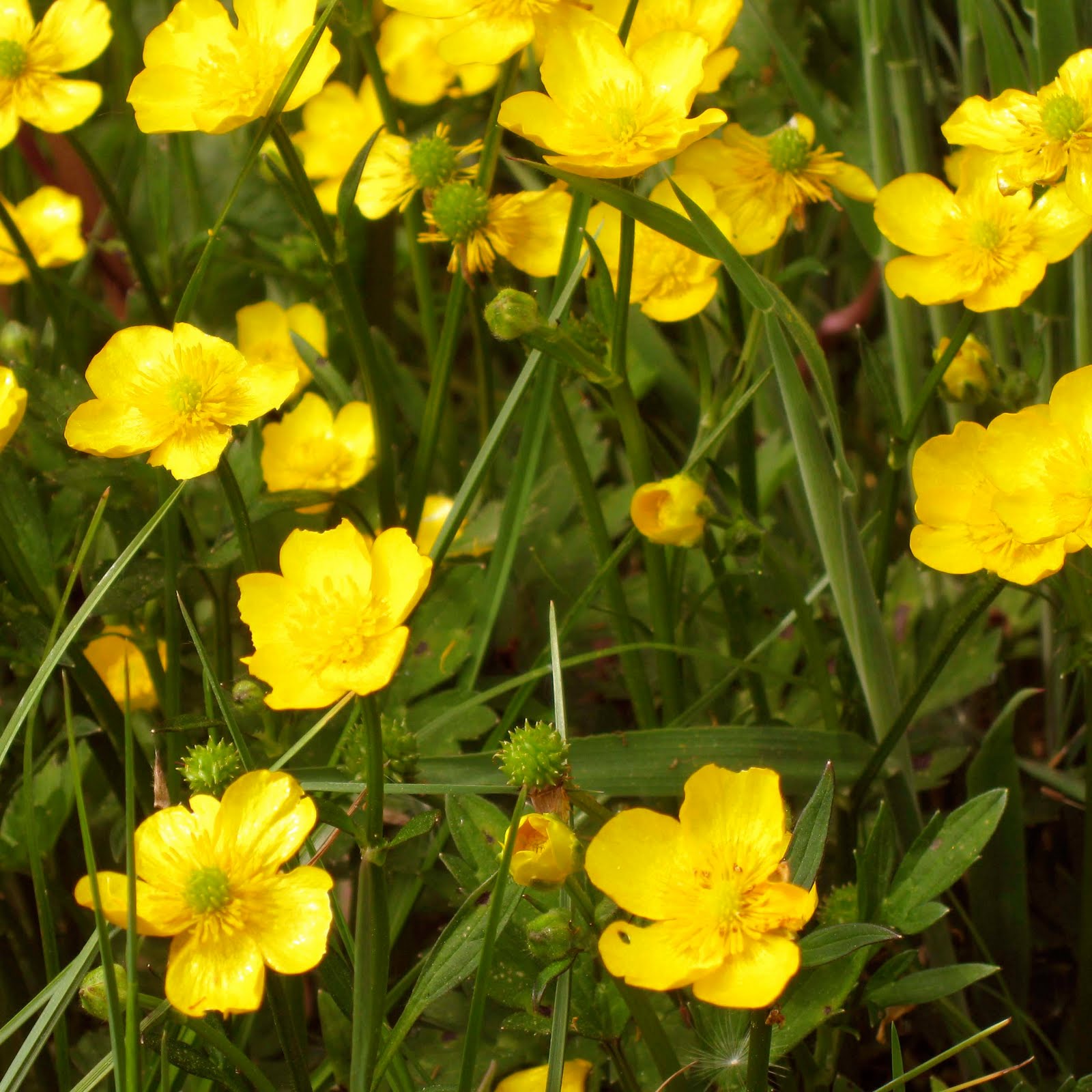 acornmoon Do you like butter?