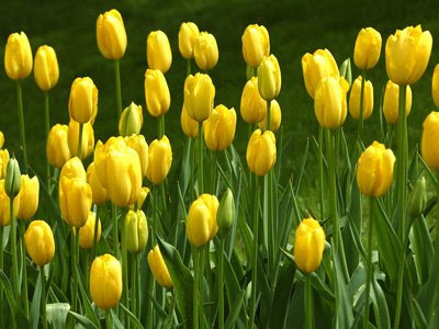 Как правильно высаживать сорта желтых тюльпанов Tulips-yellow2
