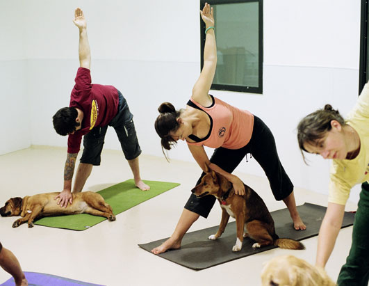 Yoga Dog