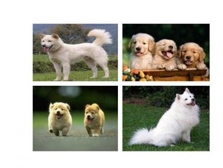 Di Jual Anjing Hias: Di jual anjing hias