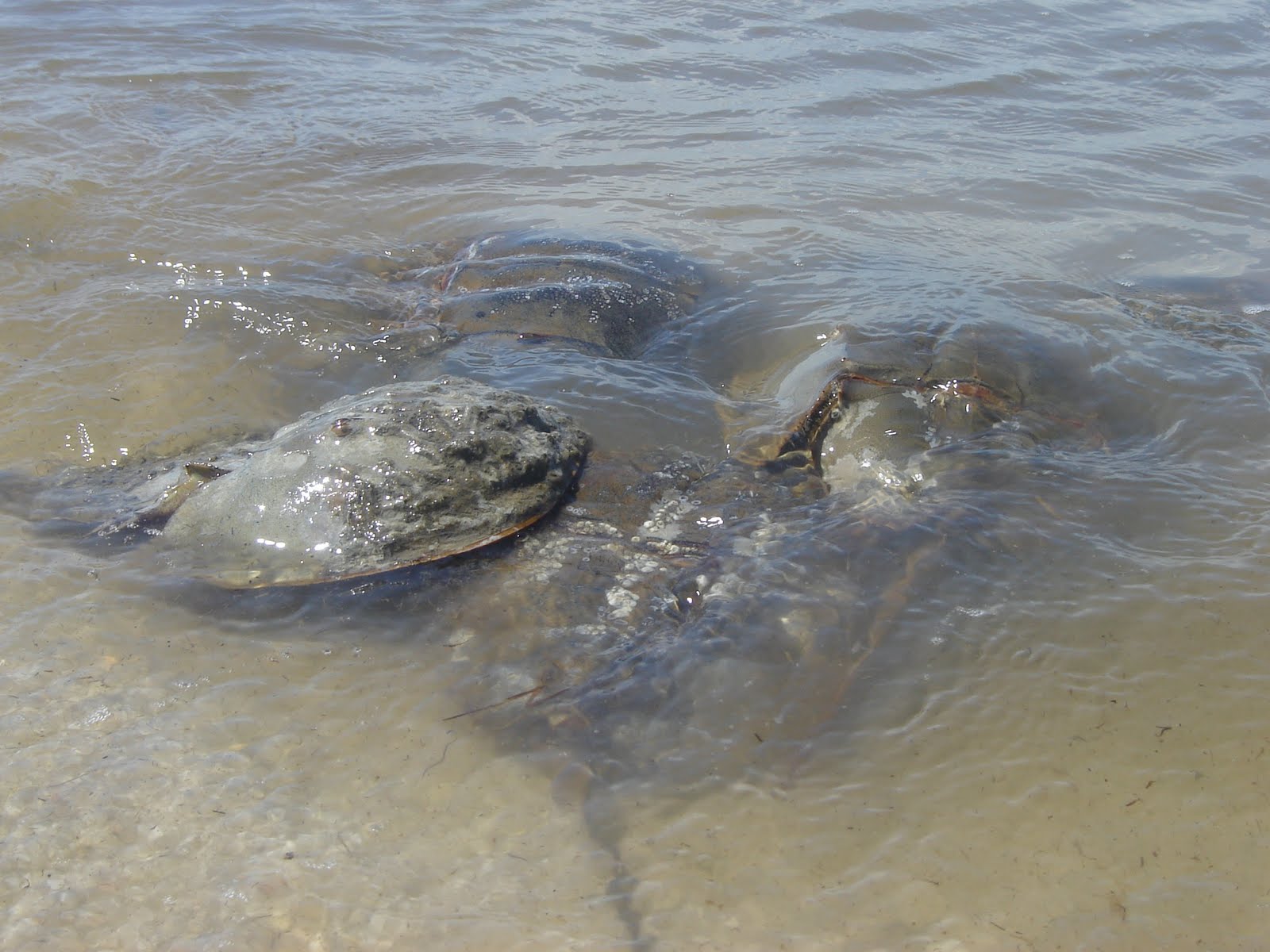 Endangered New Jersey Horseshoe Crabs and Red Knots Show Improvement This Year