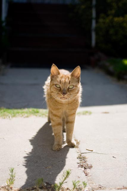 [catzz.jpg]