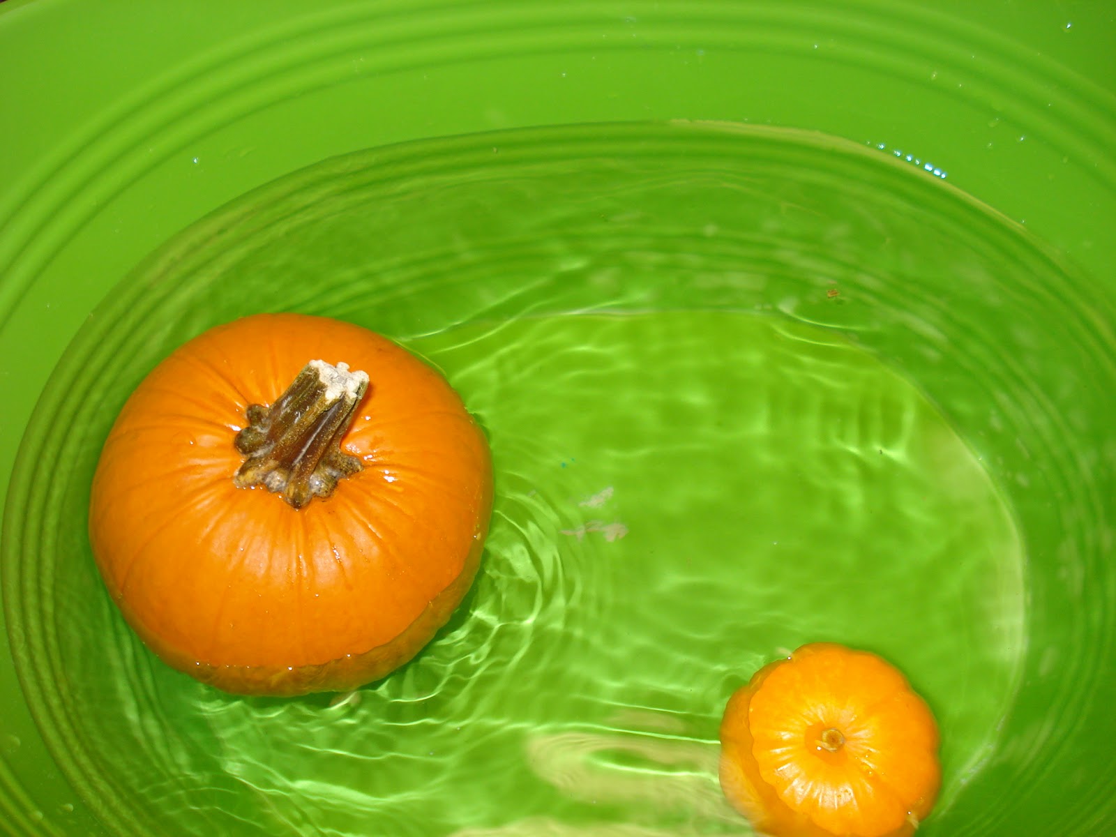 Mrs. Kimbrell's Kindergarten: Pumpkins!