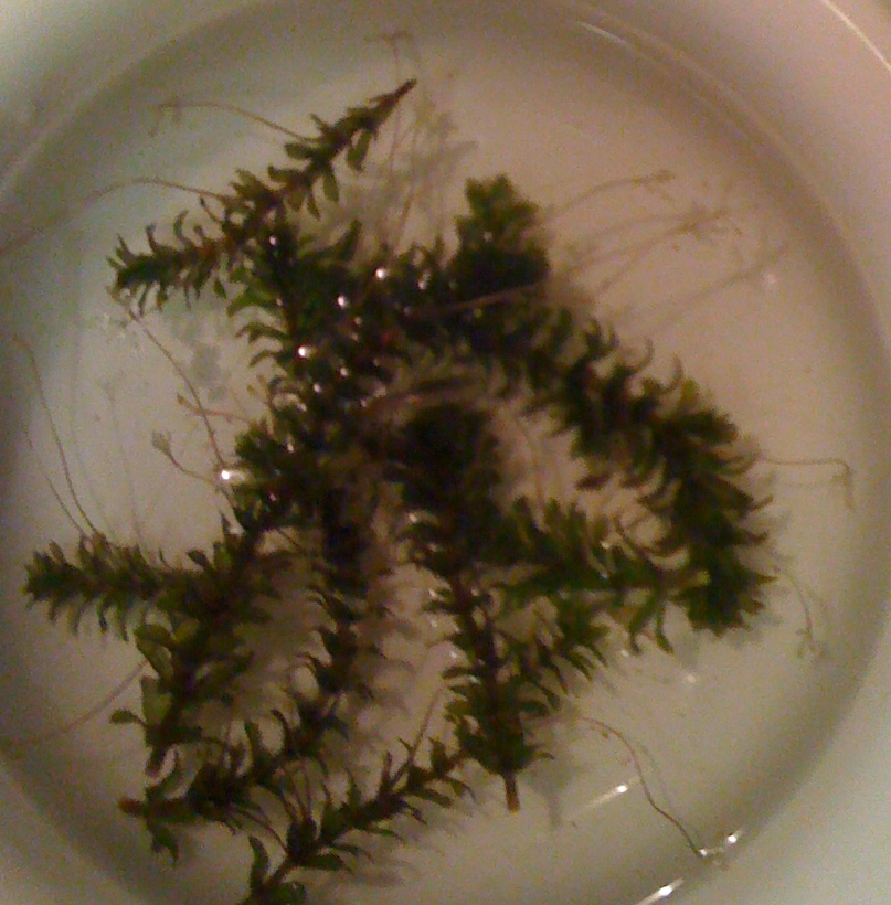Water Hydrilla