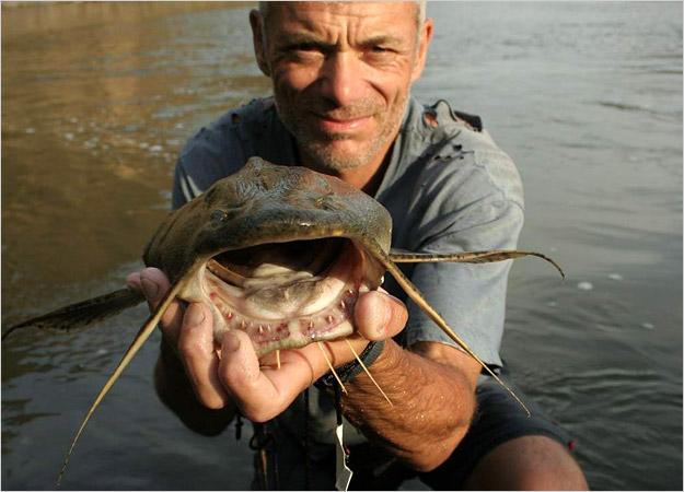 Goonch Catfish India