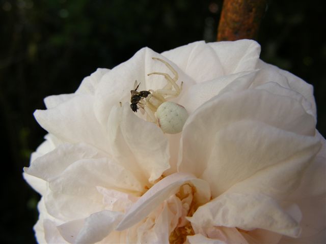 [2007_07270063.JPG]