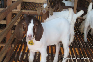 46++ Anak kambing untuk dijual info