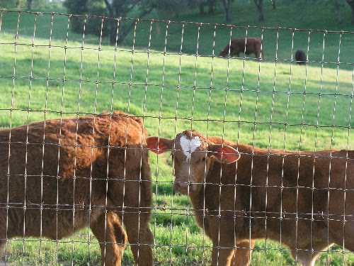[heart...cow.jpg]