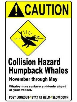 [caution_whale_01.jpg]