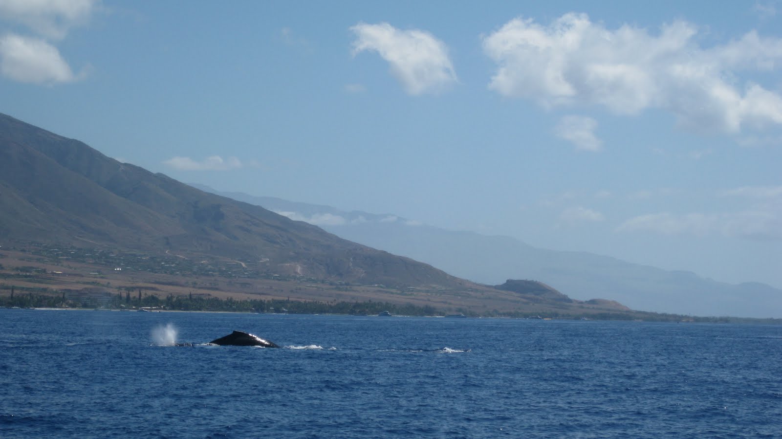 [maui+3-12-10+051.JPG]