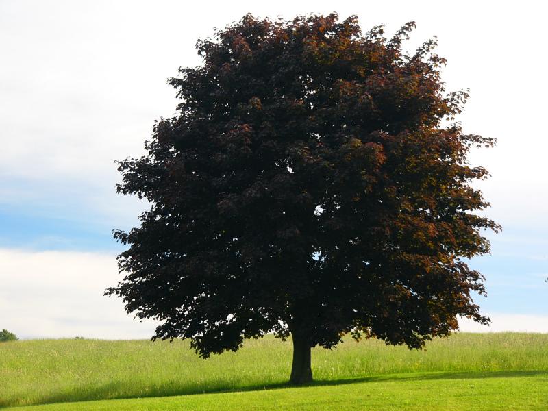 [tree+summer.jpg]