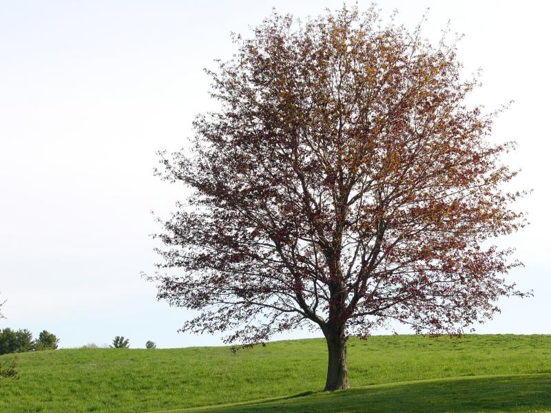[tree+spring.jpg]