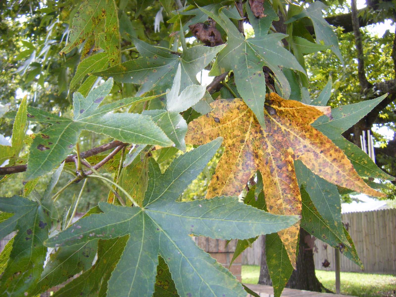 [9-2-08+OUT+BACK+013.JPG]