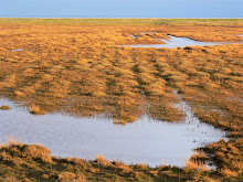 Boston Wash Banks