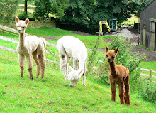 Alpacas