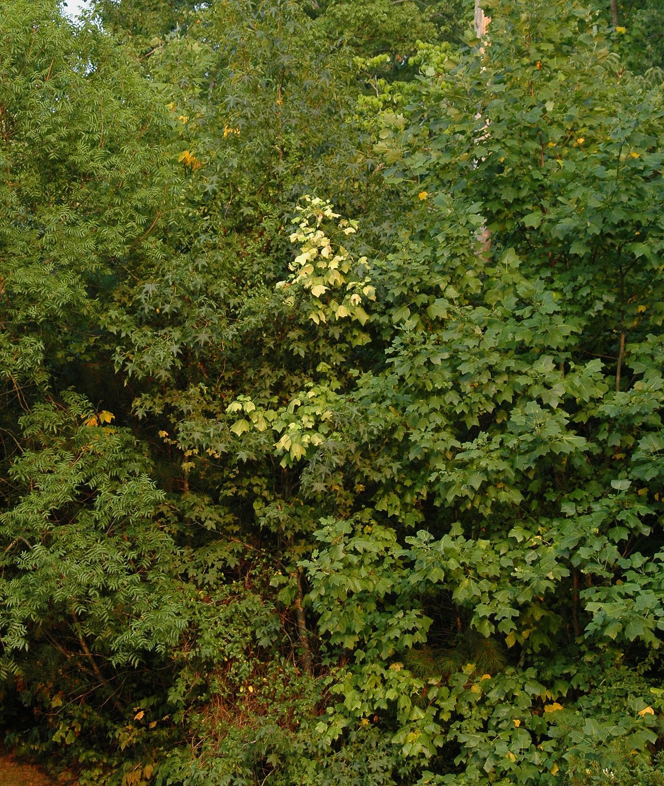 Zelkova+serrata+kiwi+sunset