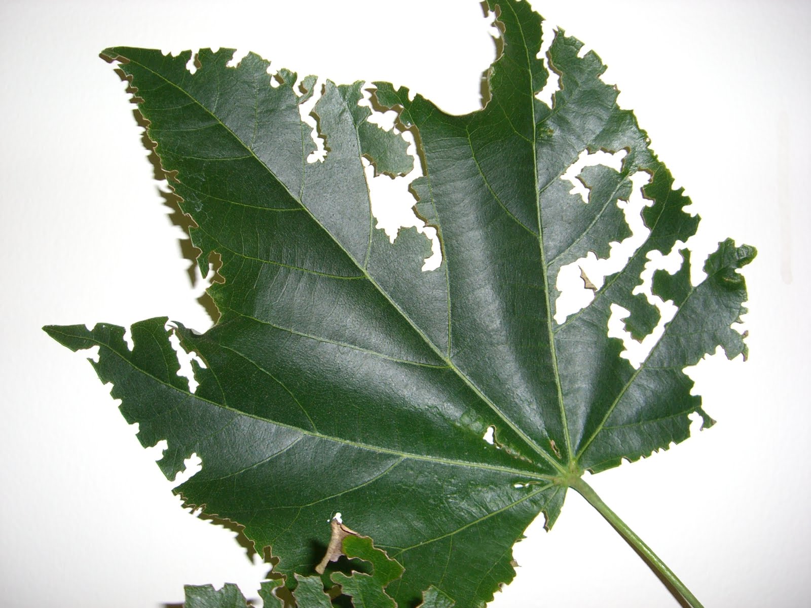 [SriLanka+weevil+damage+2.JPG]