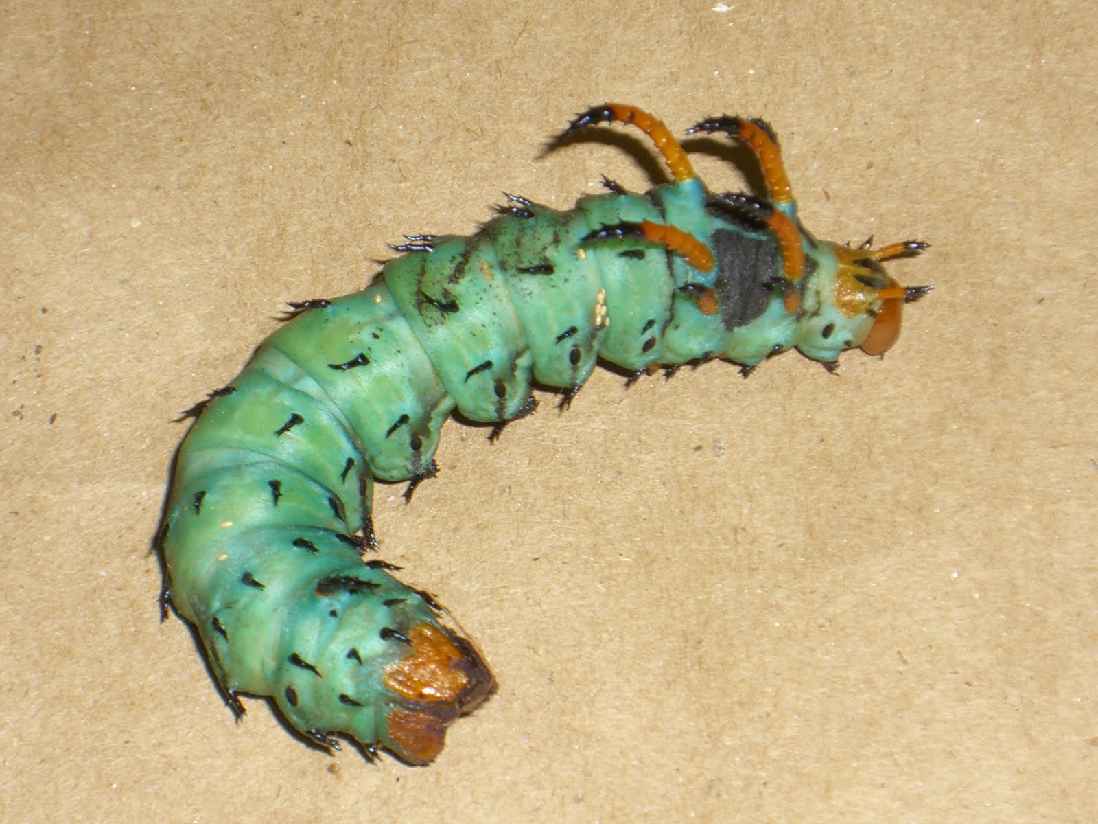 [hickory+horned+devil(1).JPG]