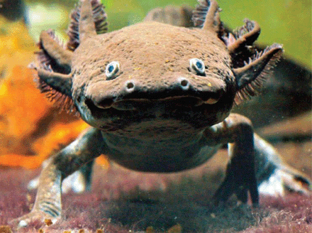 Grassland semena plodova All Animals: Axolotl