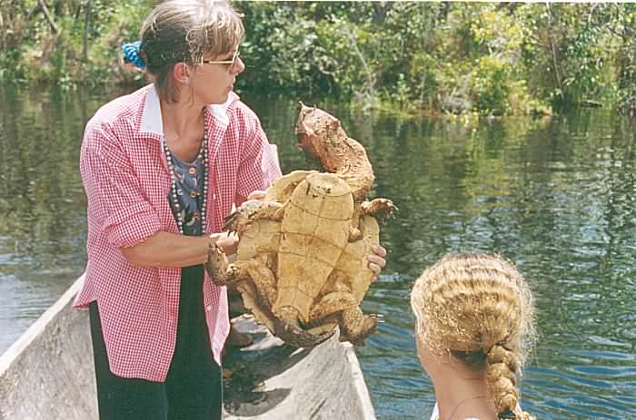 Mata Turtle