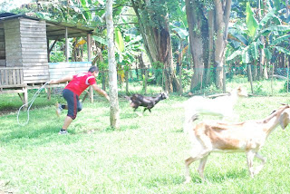 Gambar+kambing+kampung