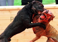 dogs+fighting.jpg