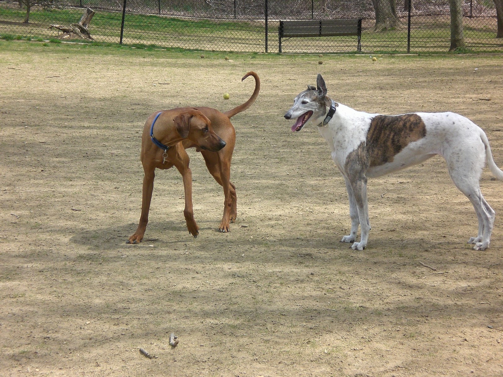 Paleohund Coyotes and Greyhounds, is it Dog Fighting?