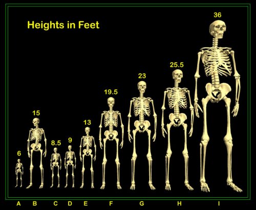 Various Human Skeletons