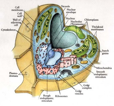 Plant cells is some what like the animal cell,