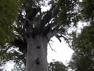 Tane Mahuta