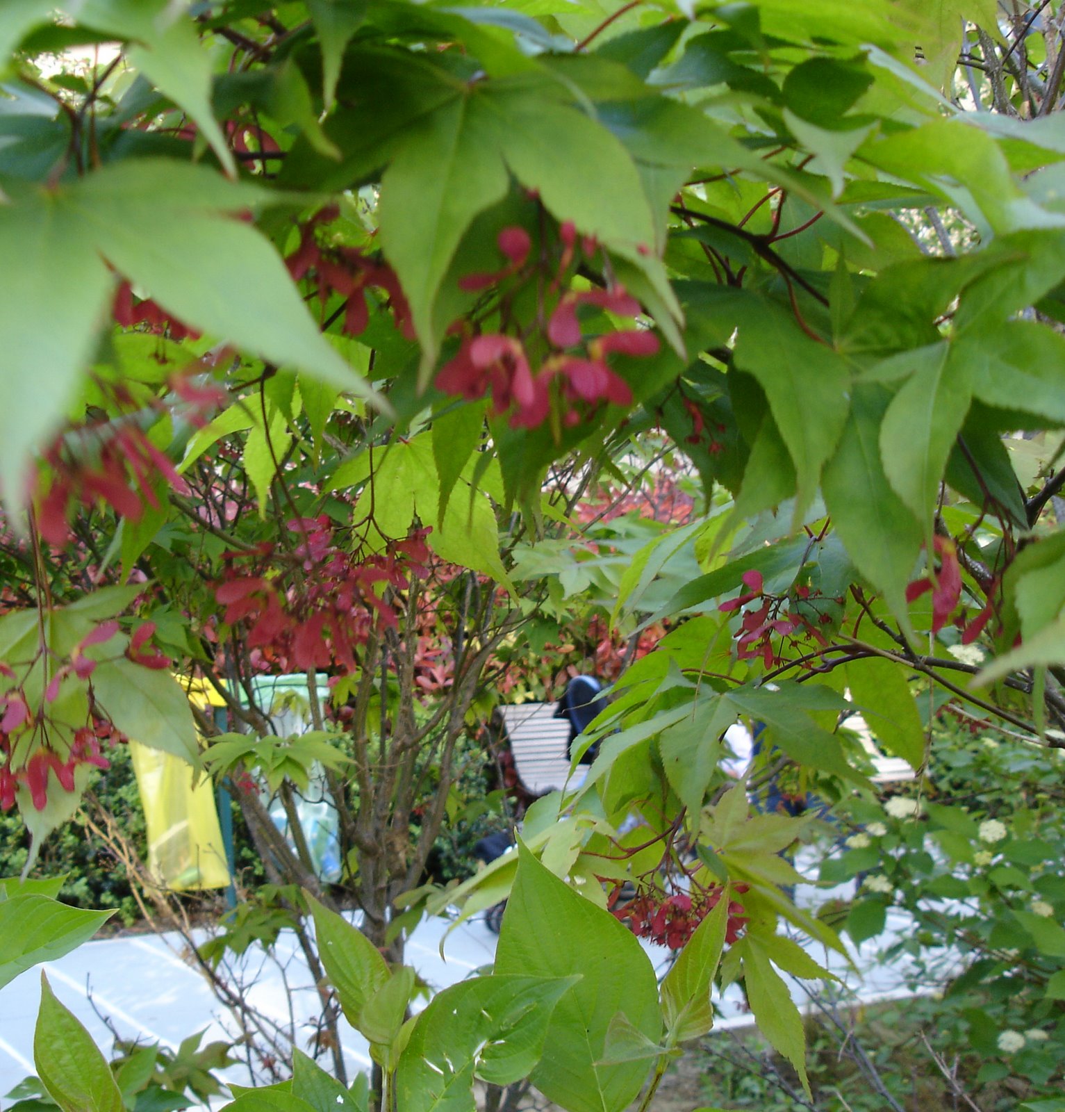 [DSC09497.JPG]