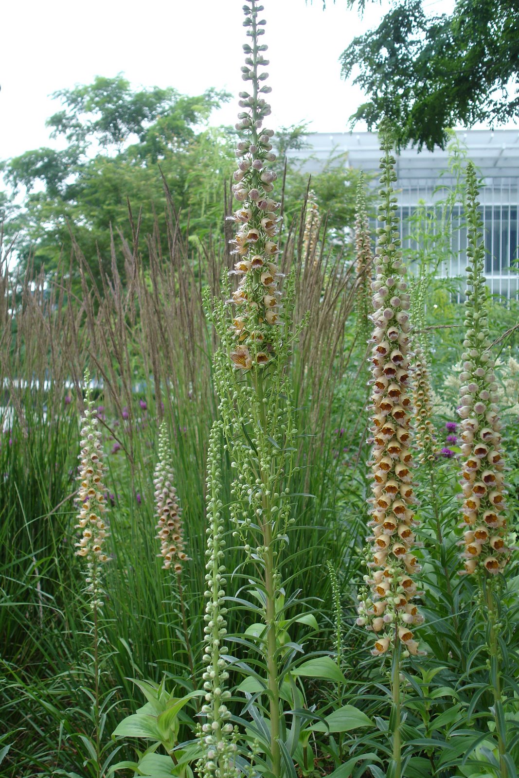 [Foxglove.JPG]
