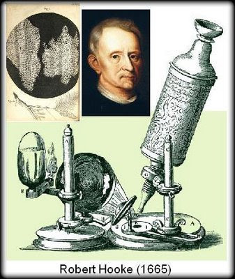 robert hooke
