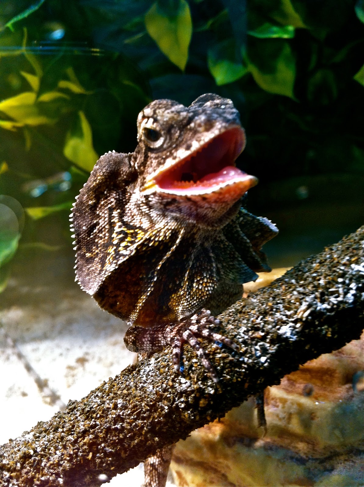 bioactive-vivarium-bearded-dragon-substrate