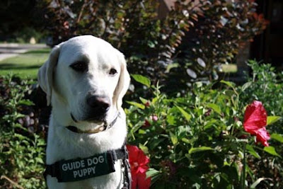 Yellow Lab puppy Franco