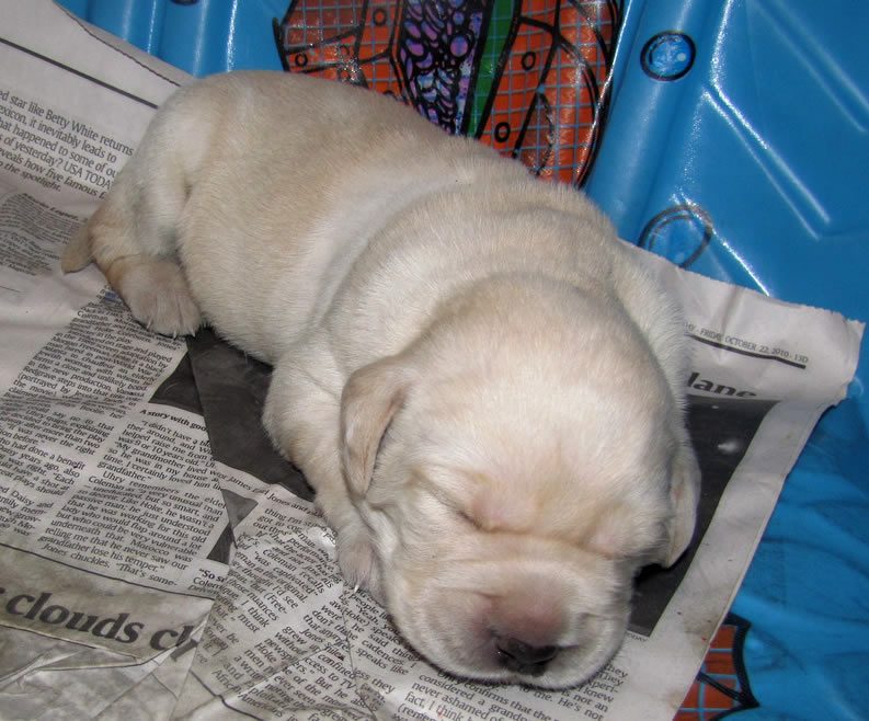 Black Labs Puppies Jus...