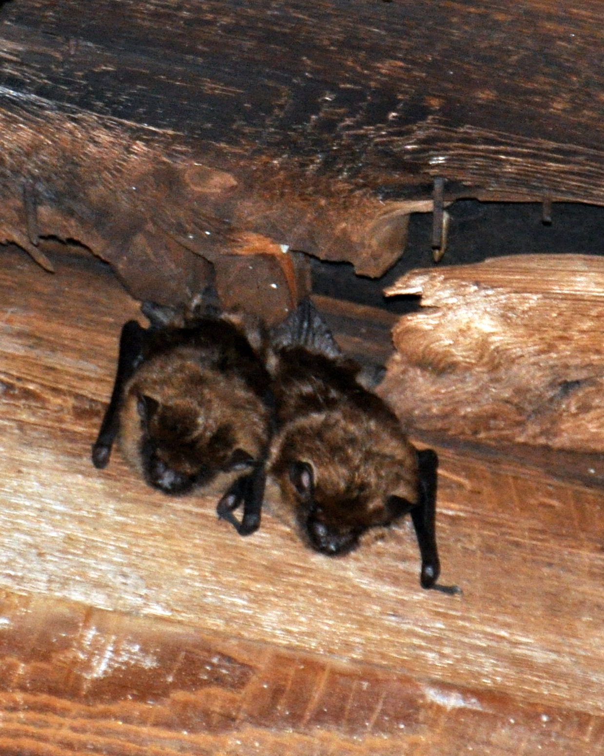 New England Photos Bats