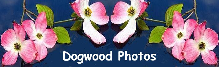 Dogwood Photos