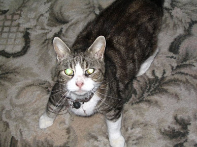 Cat Dementia