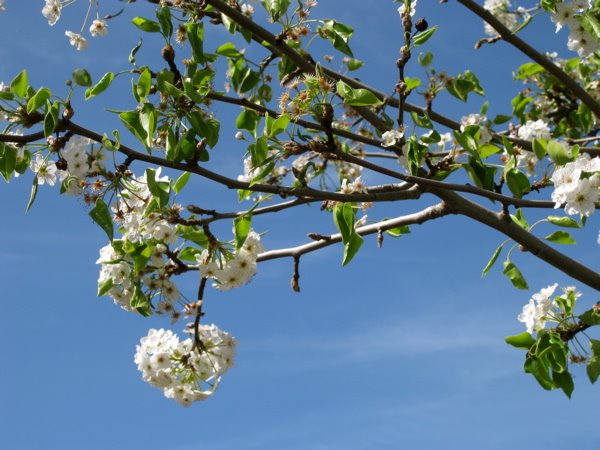 [spring+blossoms.JPG]